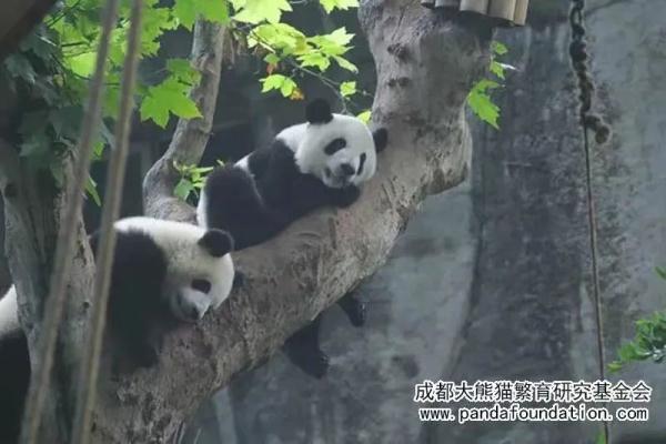 痛心！“奂彩”离世，官方通报死因