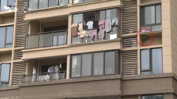 太吓人！厦门一小区惊现超大马蜂窝！还不止一个……