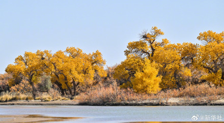 金秋额济纳胡杨美如油画
