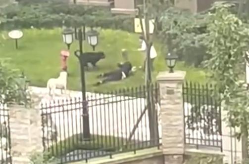 “被狗咬伤女童”所获200万捐款去哪了?轻松筹回应! “被狗咬伤女童”所获200万捐款去哪了?轻松筹回应!