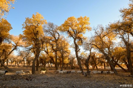 金秋额济纳胡杨美如油画