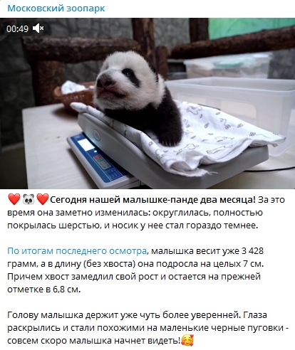 旅俄大熊猫丁丁幼崽出生满两月最新画面公布