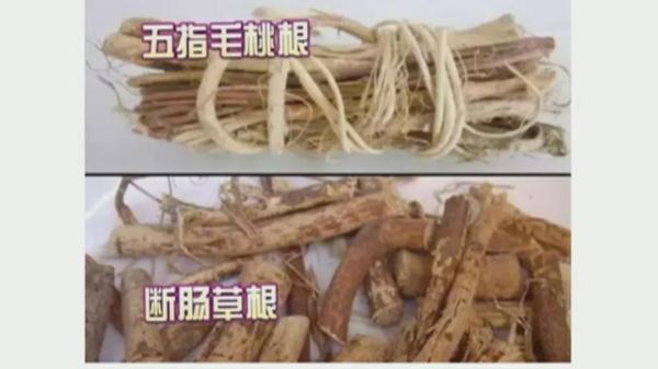 警惕“煲汤刺客”！已有5人中毒…