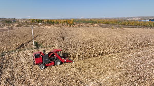 陕西靖边:农业现代化让丰收底色更鲜亮 陕西靖边:农业现代化让丰收底色更鲜亮