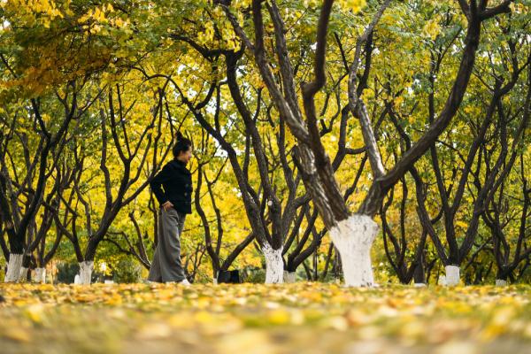 在落叶满地的街头走走,感受城市的诗意 在落叶满地的街头走走,感受城市的诗意