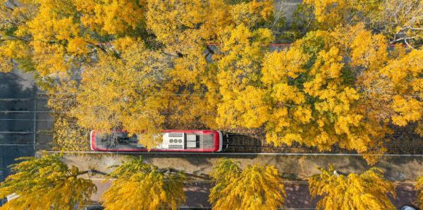 在落叶满地的街头走走,感受城市的诗意 在落叶满地的街头走走,感受城市的诗意
