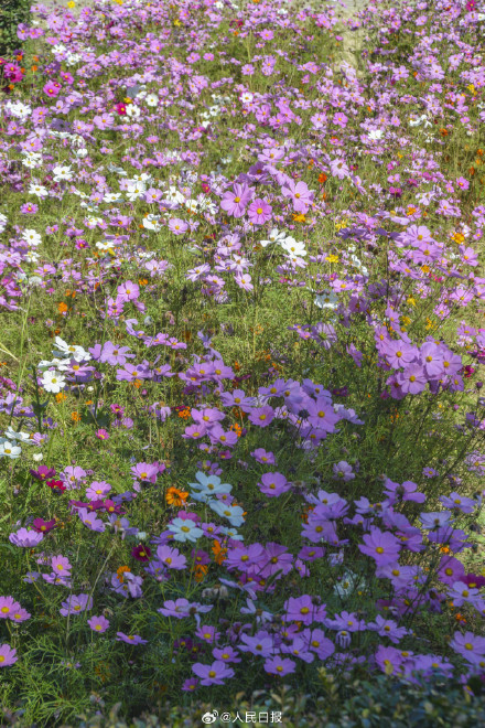 好想去！北京奥森公园的秋叶红了