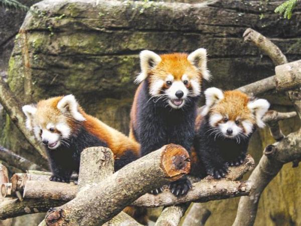 台北小熊猫“招亲”  台媒：或最快2024年底与上海动物园小熊猫相见