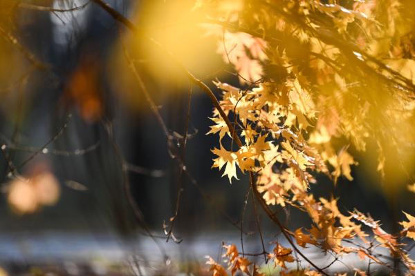在落叶满地的街头走走,感受城市的诗意 在落叶满地的街头走走,感受城市的诗意