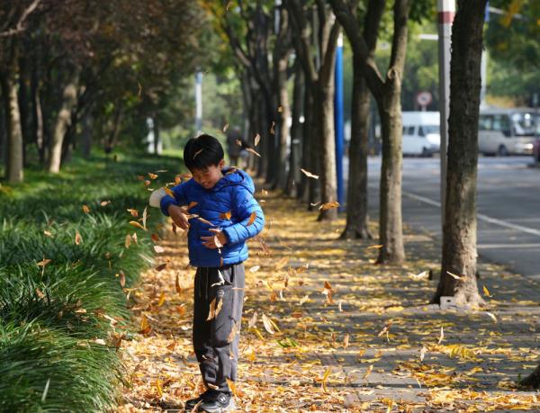 在落叶满地的街头走走,感受城市的诗意 在落叶满地的街头走走,感受城市的诗意