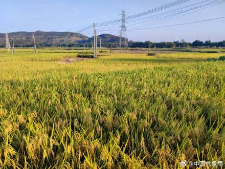 金秋十月 稻谷飘香