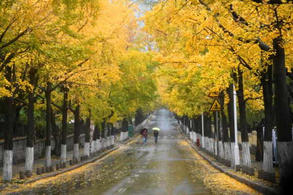 在落叶满地的街头走走,感受城市的诗意 在落叶满地的街头走走,感受城市的诗意