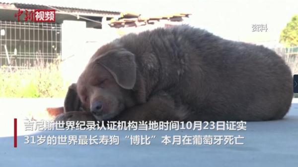 世界最长寿狗死亡 终年31岁