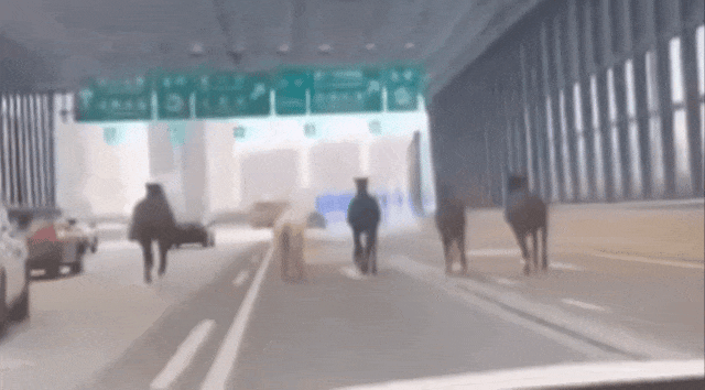 长沙西二环突现5匹马!网友:真“马”路 长沙西二环突现5匹马!网友:真“马”路