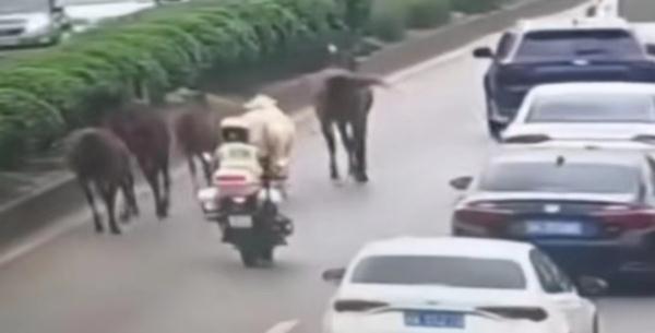 长沙西二环突现5匹马!网友:真“马”路 长沙西二环突现5匹马!网友:真“马”路