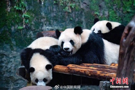 你发现了吗? 大熊猫是天生的内八字 你发现了吗? 大熊猫是天生的内八字