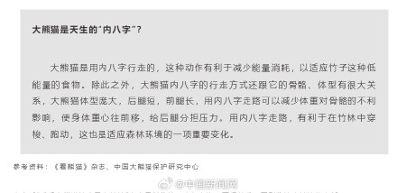 你发现了吗? 大熊猫是天生的内八字 你发现了吗? 大熊猫是天生的内八字