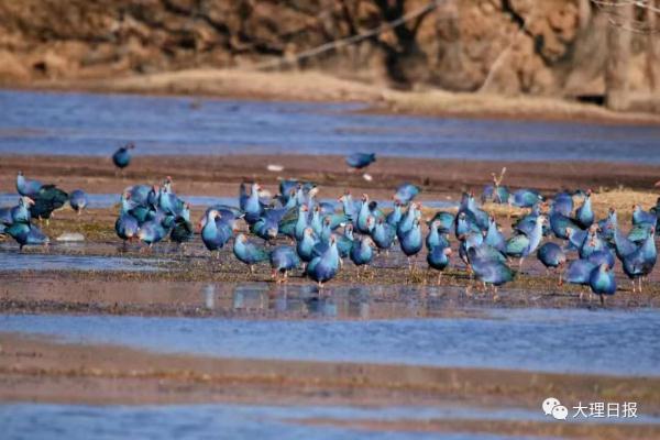 国家重要湿地名录正在公示!云南3处拟入选 国家重要湿地名录正在公示!云南3处拟入选