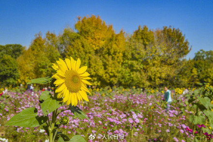 好想去！北京奥森公园的秋叶红了