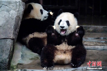 你发现了吗? 大熊猫是天生的内八字 你发现了吗? 大熊猫是天生的内八字