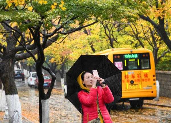在落叶满地的街头走走,感受城市的诗意 在落叶满地的街头走走,感受城市的诗意