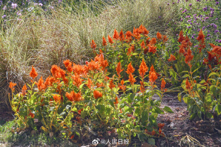 好想去！北京奥森公园的秋叶红了