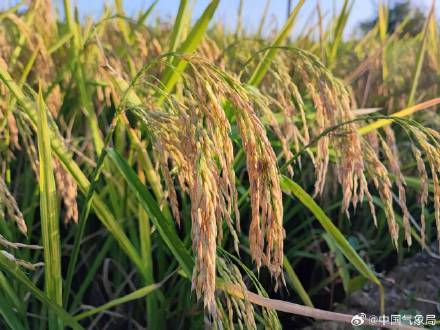 金秋十月 稻谷飘香