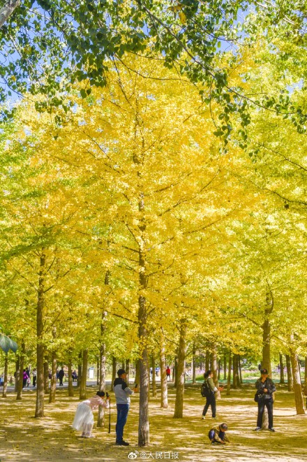 好想去！北京奥森公园的秋叶红了