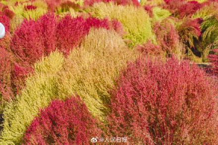 好想去！北京奥森公园的秋叶红了