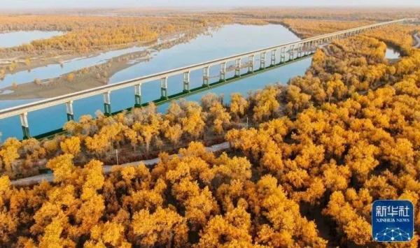 原来,给“网红”胡杨林“上色”的,竟是霜冻? 原来,给“网红”胡杨林“上色”的,竟是霜冻?