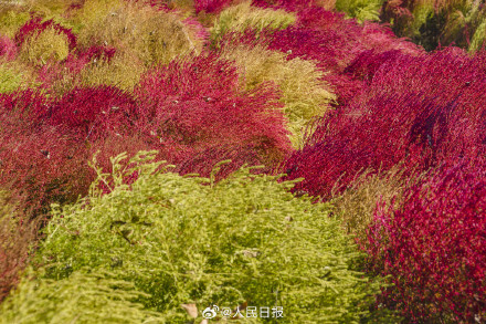 好想去！北京奥森公园的秋叶红了