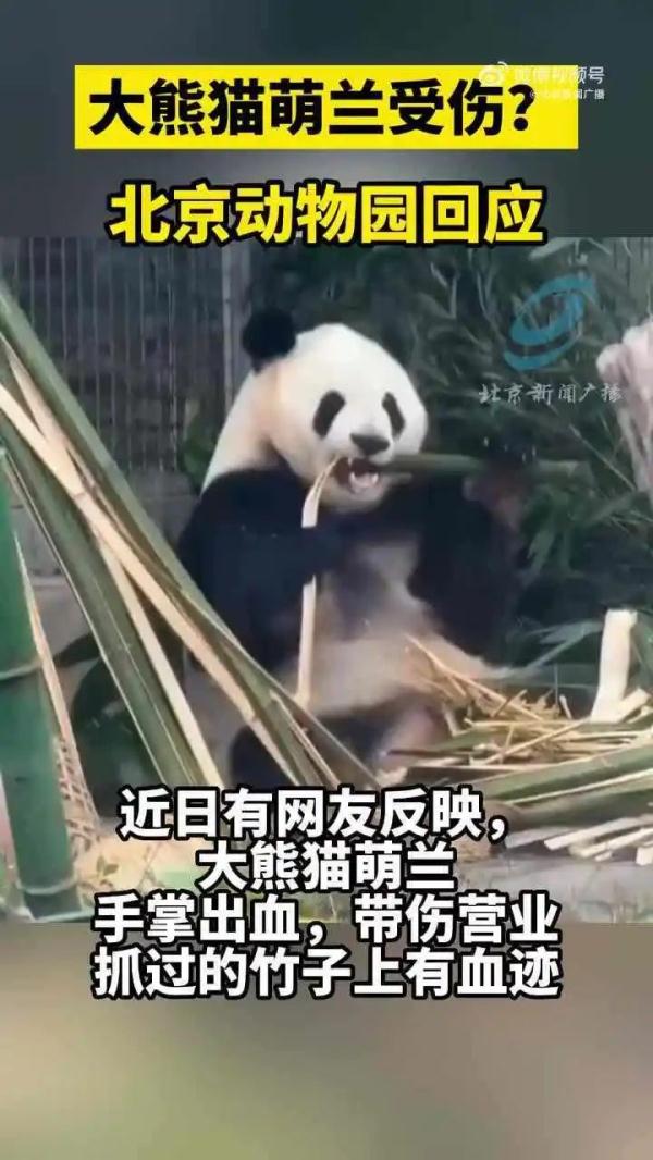 “顶流明星”带伤营业?官方披露原因 “顶流明星”带伤营业?官方披露原因