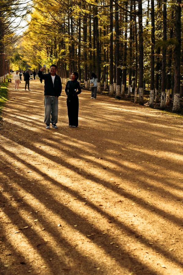 在落叶满地的街头走走,感受城市的诗意 在落叶满地的街头走走,感受城市的诗意