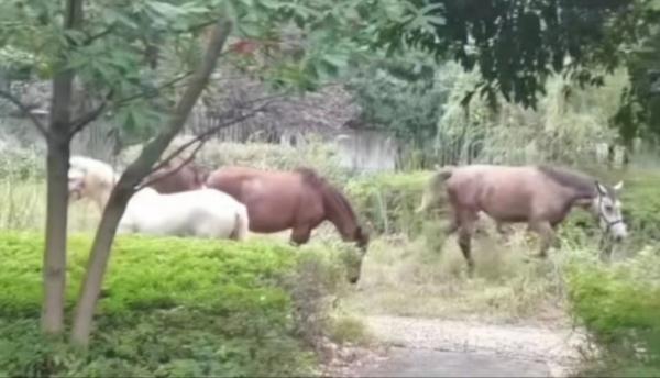 长沙西二环突现5匹马!网友:真“马”路 长沙西二环突现5匹马!网友:真“马”路