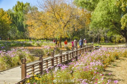 好想去！北京奥森公园的秋叶红了