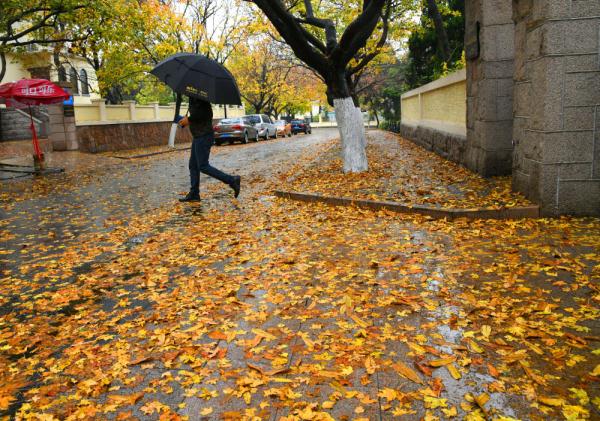 在落叶满地的街头走走,感受城市的诗意 在落叶满地的街头走走,感受城市的诗意