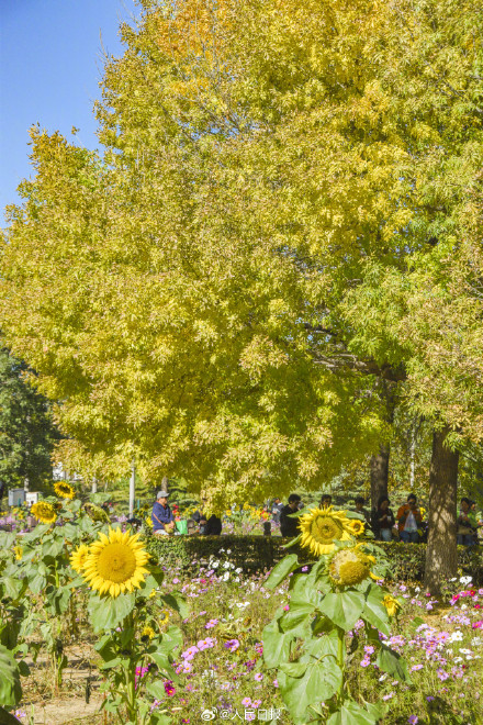 好想去！北京奥森公园的秋叶红了