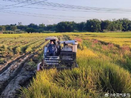 金秋十月 稻谷飘香