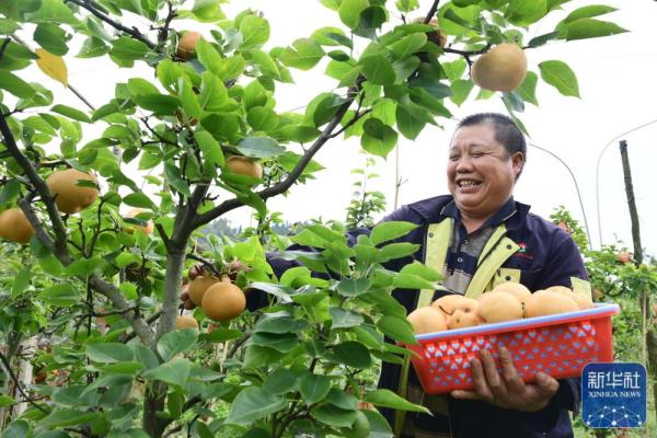 诗意中国丨霜重梨枣熟