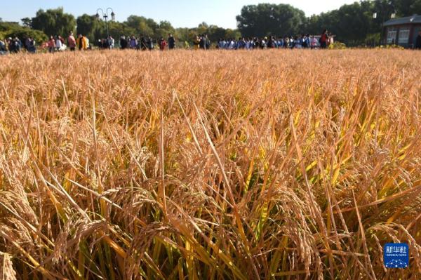 圆明园里稻香飘 圆明园里稻香飘