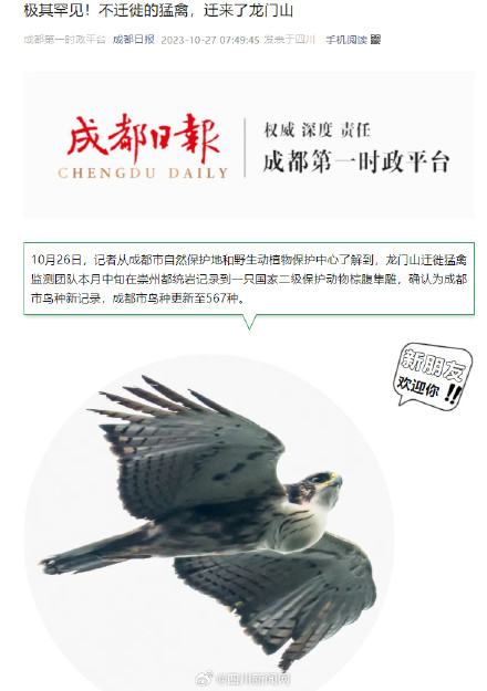 极其罕见！不迁徙的棕腹隼雕迁来了成都