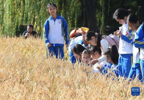 圆明园里稻香飘 圆明园里稻香飘