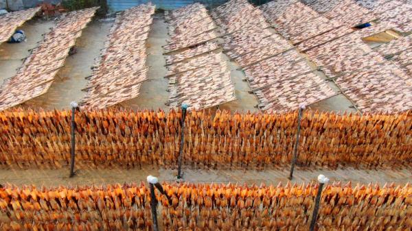 日照岚山:海货晾晒好时光 日照岚山:海货晾晒好时光