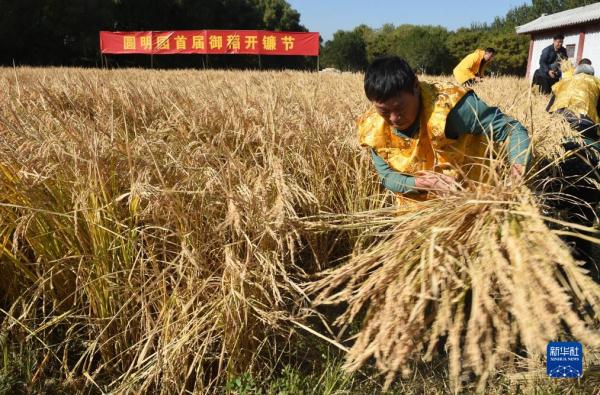 圆明园里稻香飘 圆明园里稻香飘