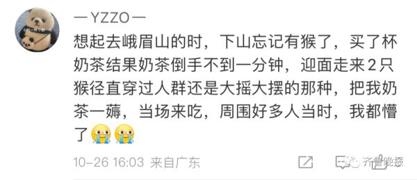 冲上热搜！3岁女孩被野猴抓走……