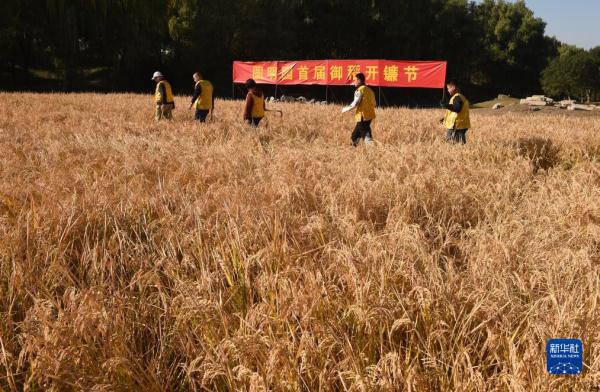 圆明园里稻香飘 圆明园里稻香飘