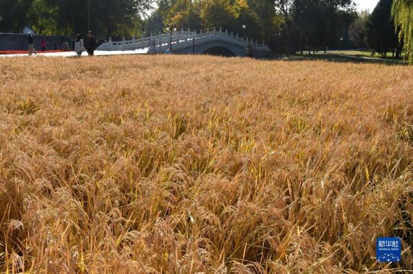 圆明园里稻香飘 圆明园里稻香飘