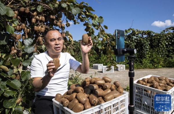 诗意中国丨霜重梨枣熟