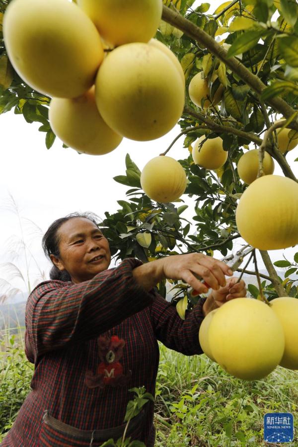 诗意中国丨霜重梨枣熟