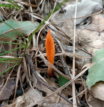 山西首次发现野生“蛹虫草”分布